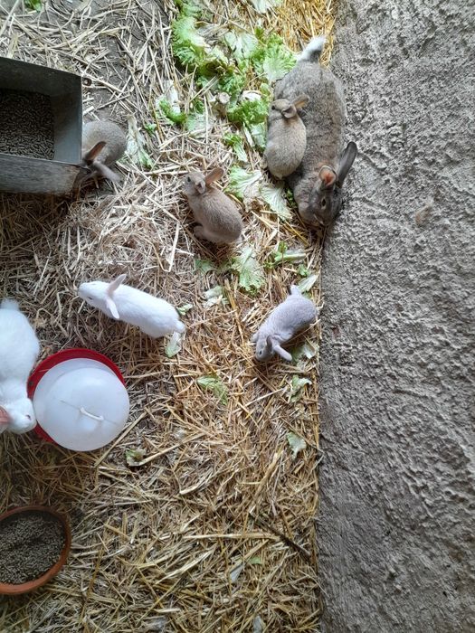 Vendo Coelhos Caseiros