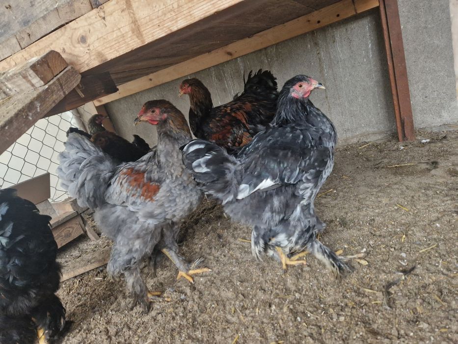 Koguty Brahma Olbrzymia