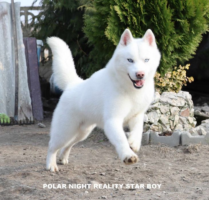 białe siberian husky ZKwP FCI