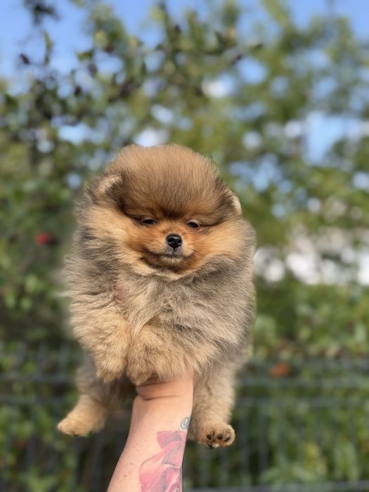 Poznajcie Malutką suczke Pomeranian