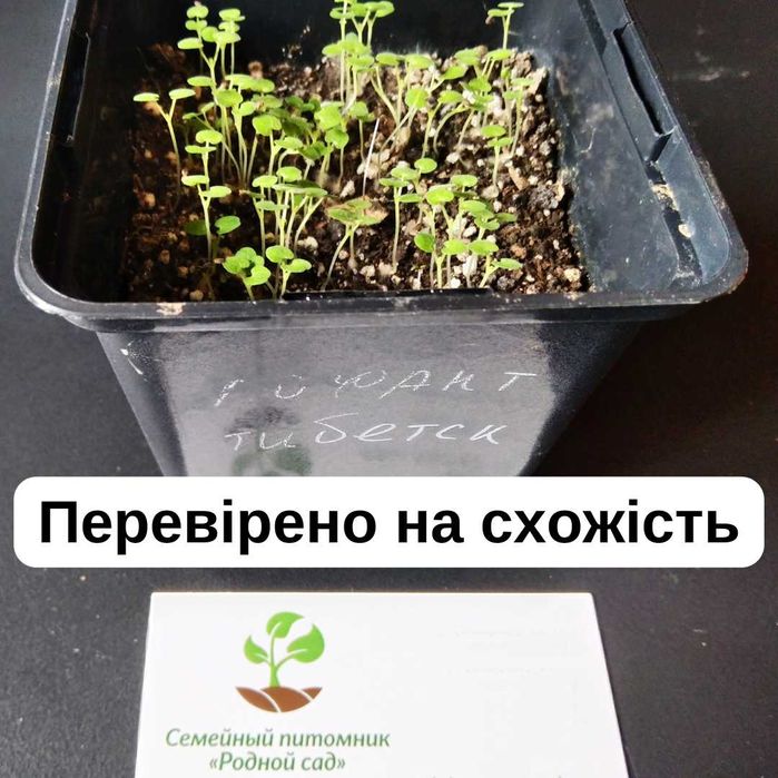 Лофант насіння (3 види) індійська м'ята агастах семена