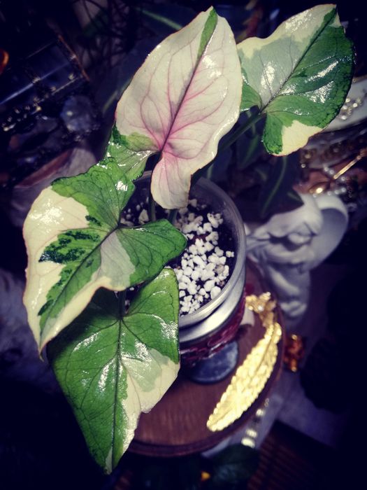 Syngonium WHITE PRINCESS Variegata pink WIELKA RZADKOŚĆ Unikat Monstera Philodendron