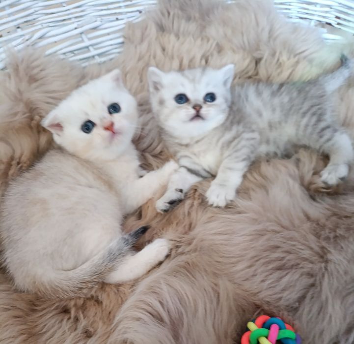 Киев котики серебристая шиншилла, котята 2 месяца.Котик котенок кошеня