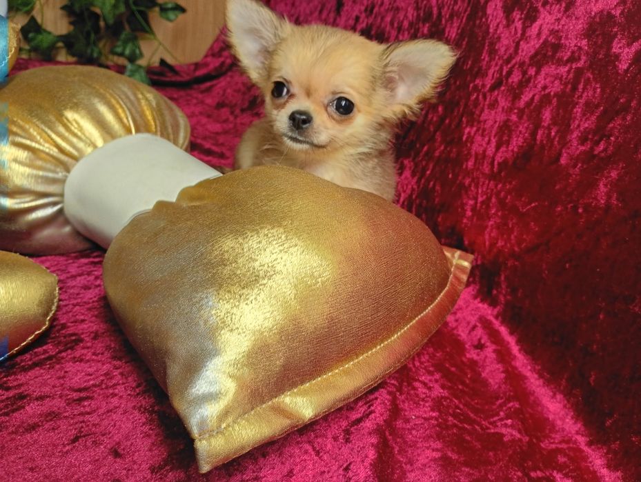 Super mini sunia xxs chihuahua