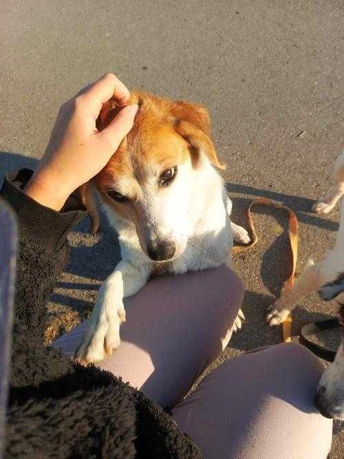 Brawurka -kochająca człowieka ponad wszystko suczka szuka domu