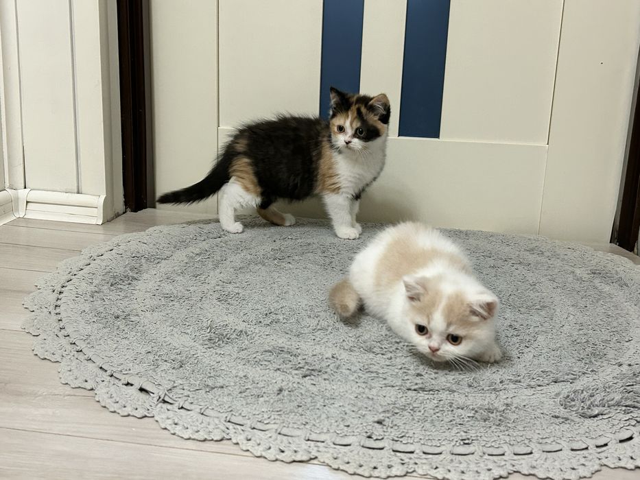 Kocurek Brytyjski Krótkowłosy, Kremowy Arlekin