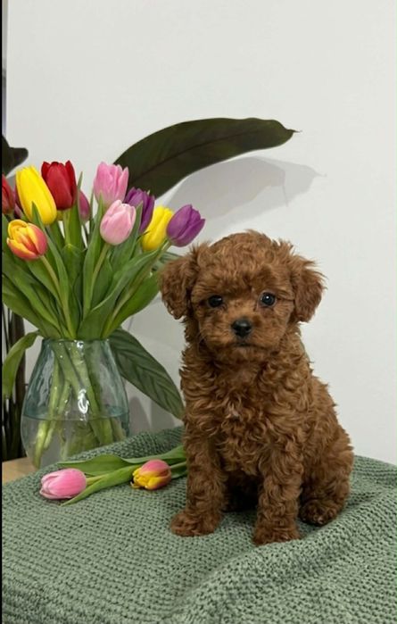 Chłopczyk PUDEL TOY  red brown zdrowy