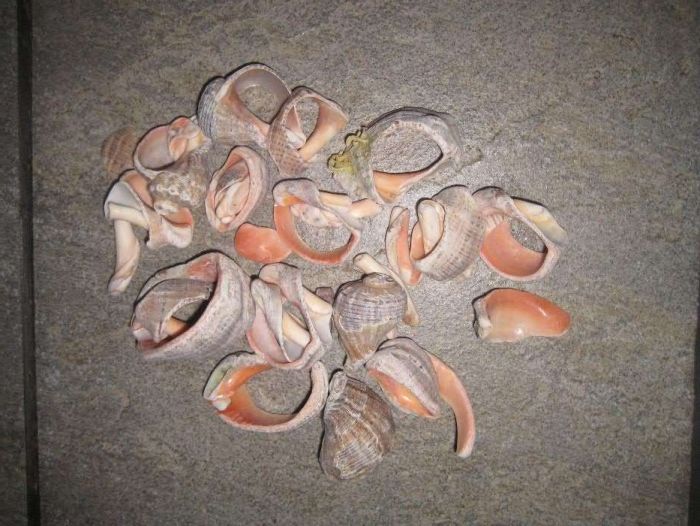 Продам морские ракушки.