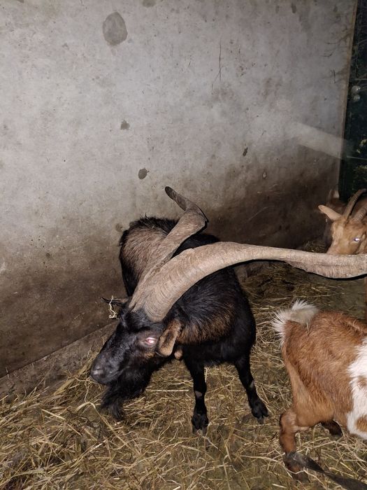 Vendo cabras e machos