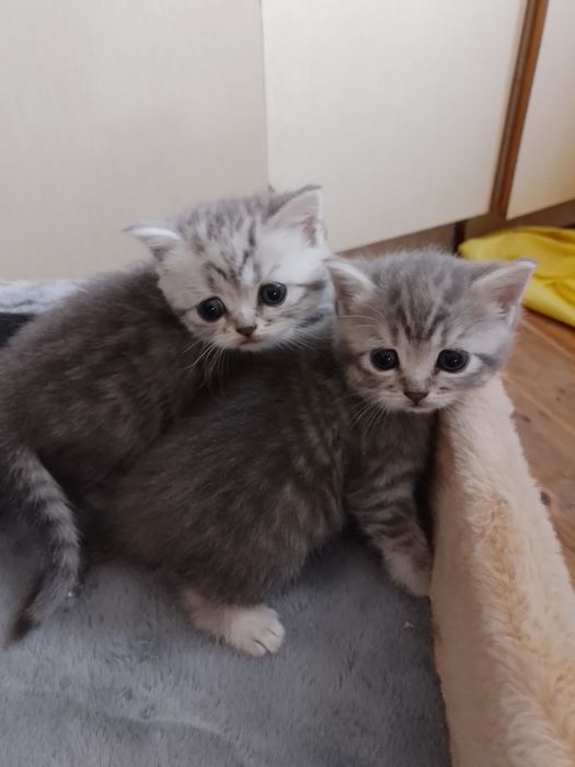 Шотландське кошеня