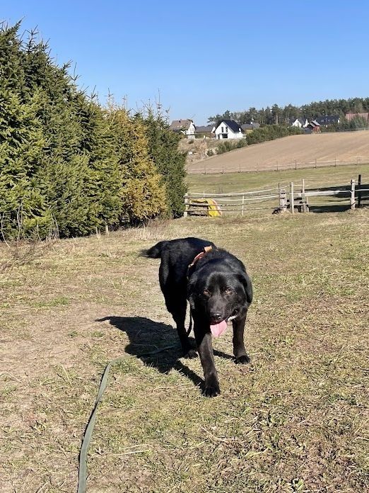 Lusiek na tropie domu