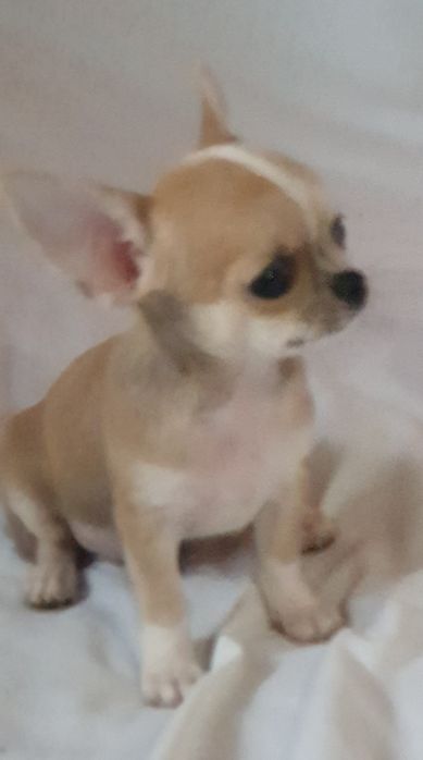 Гладкошерстный мальчик чихуахуа