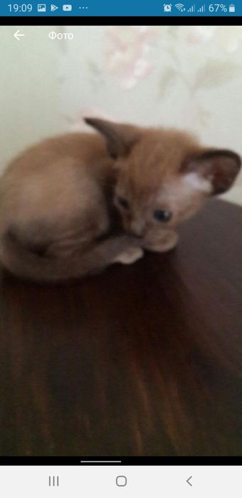 Бурманские котята (бурма)