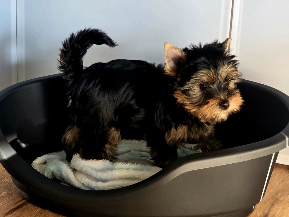 York szczenie chłopiec większy chłopiec dla rodziny do odbioru