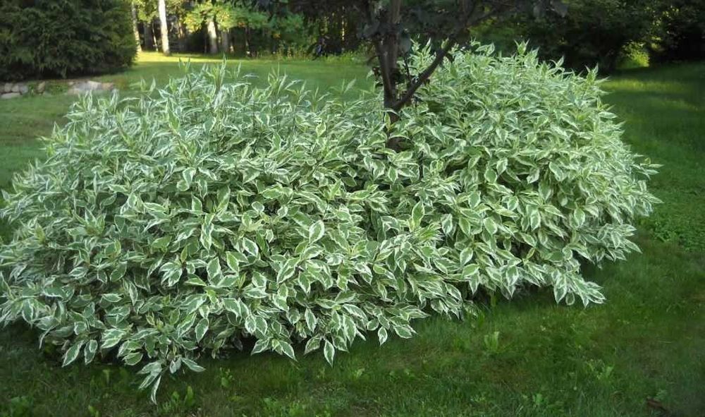 Декоративні кущі , спіреї, дерен, форзиція і інші