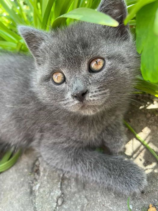 Кошеня британське прямовухе