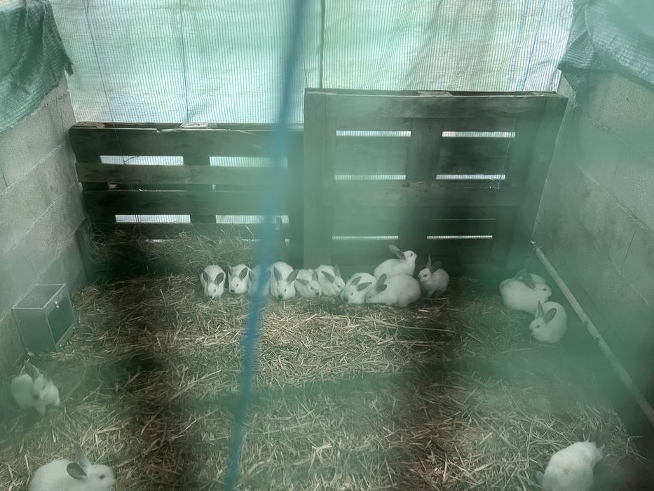 Vendo coelhos para abate