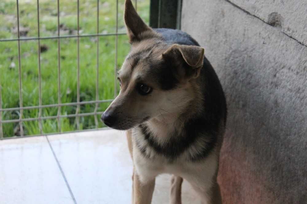 017493 Boluś szuka spokojnego domu.