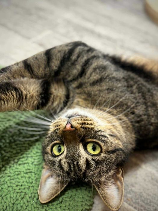 Karta czeka na domek...