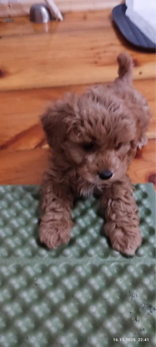 Sprzedam szczeniaka pieska rasy Maltipoo z rodowodem