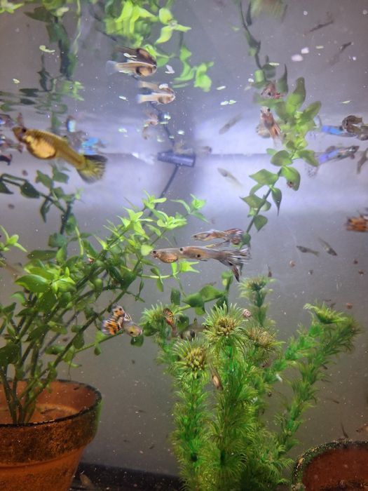 Guppies Machos e Fêmeas