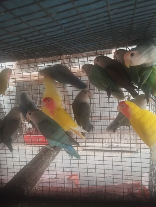 Rosicollis várias cores