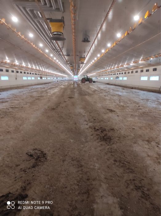 Kurzyniec  prosto z kurnika