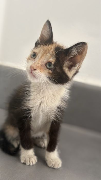 Gatinha para adopção (Contribuicão 30€ para despesas)