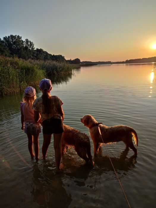 Golden retriever