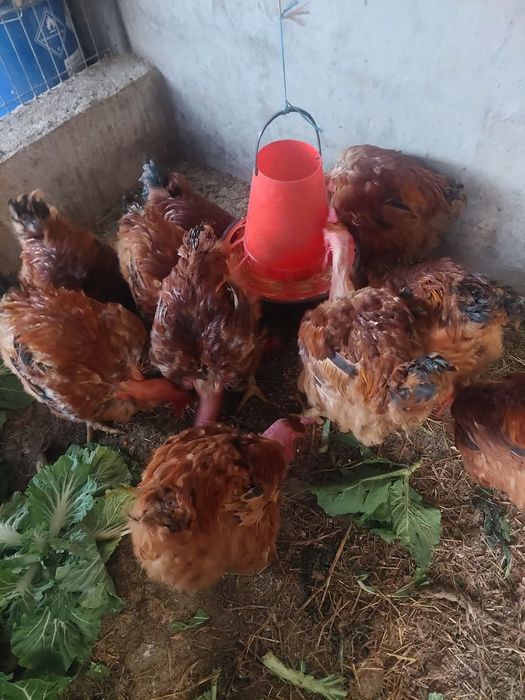 Galos caseiros criados