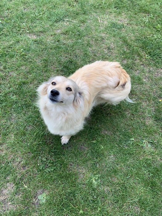 Віддам песиків даром