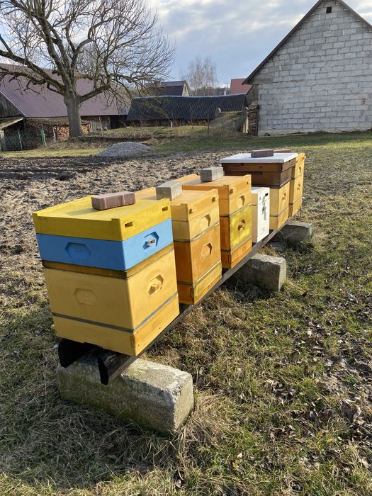 Pszczoły, rodziny pszczele, ule