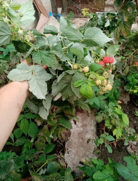 Саженцы малины ремонтантной