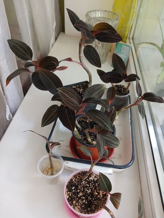 Лудізія Біколор - дорогоцінна орхідея