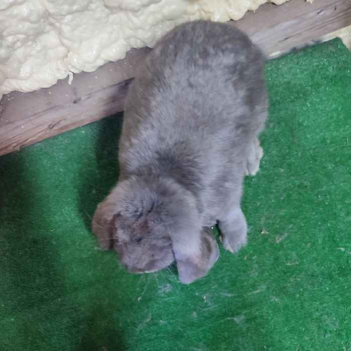 Francuski baran niebieski samica rodowó