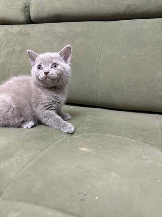 Gotowy do odbioru Kocurek Brytyjski liliowy