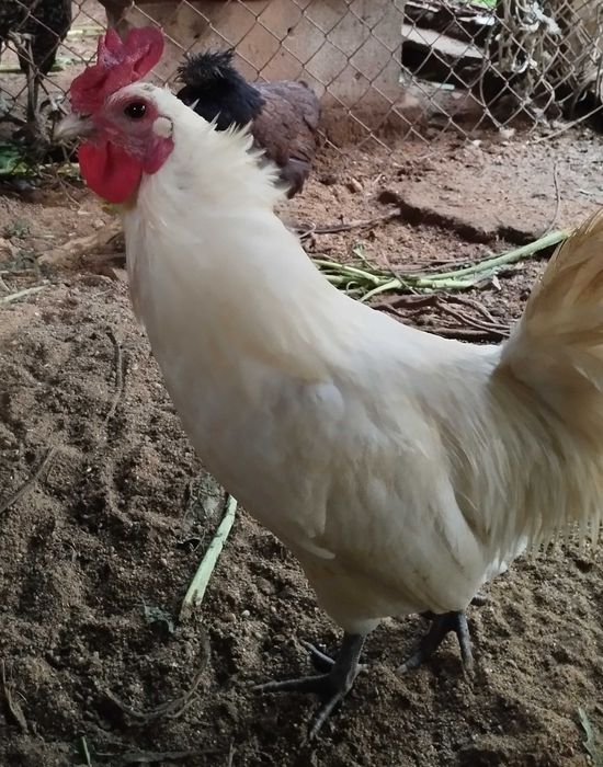 Garnizos com menos de 1 ano