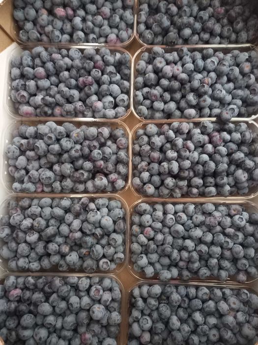 Продам лохину свіжв