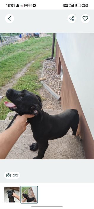 Amstaff szczeniak