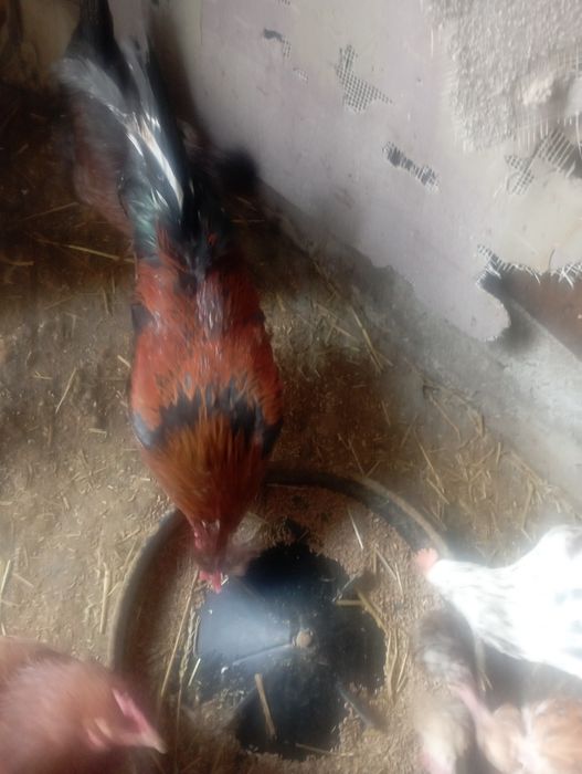 Koguty młode z lata różne gatunki