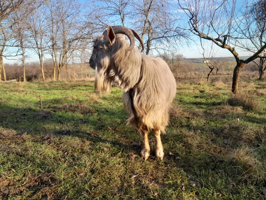 Продам козла на племя