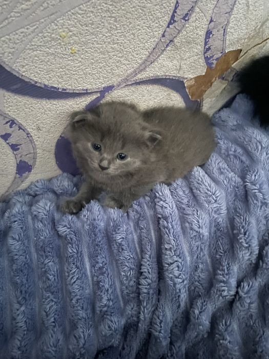 отдам двух котяток в хорошие руки