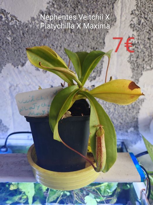Plantas Carnívoras