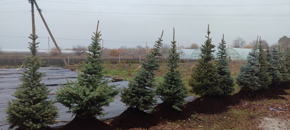 Ялиця, ялинка новорічна, туя, ялина, сосна, ель голубая  від 100гр,