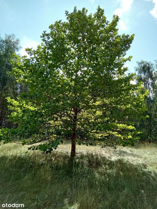 Zdjęcie 5