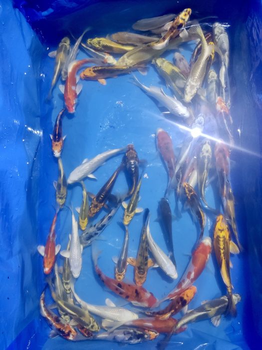 Oryginalne japońskie karpie koi