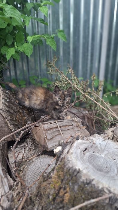 Подарую кошенят, котика, кішку