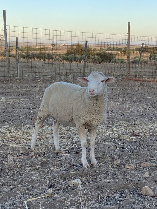Malato cruzado merino com ile france