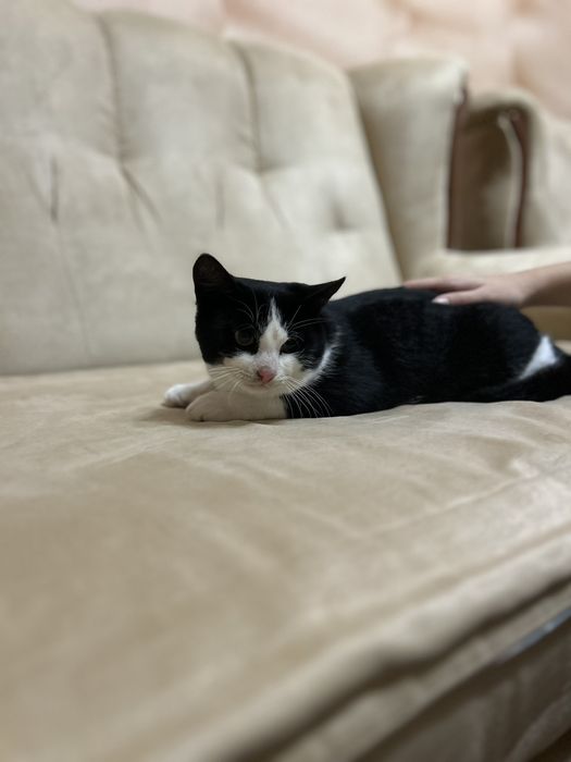 Котик 5 місяців хлопчик.