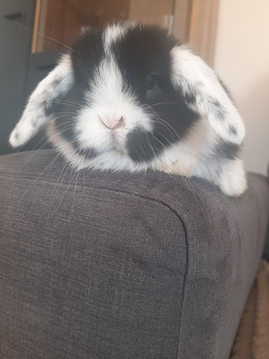 Kroliki baranek miniaturka karzelek mini lop